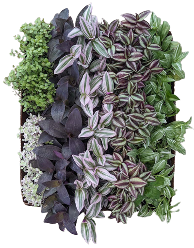 Tradescantia Assortment